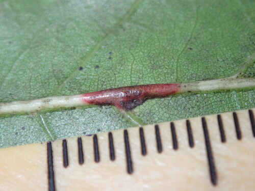 Unknown species found near Rock Creek Park, Washington, DC, USA