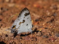 Hypolycaena othona