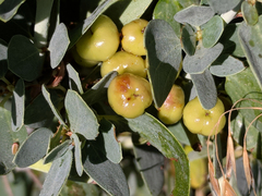 Ceanothus leucodermis