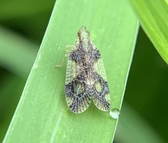 Numicia insignis