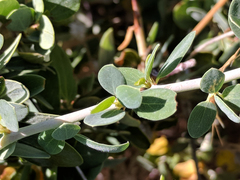 Ceanothus leucodermis