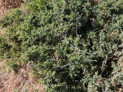 Ceanothus leucodermis