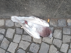 Columba livia domestica