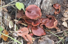 Tubaria vinicolor