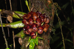 Peristeria pendula, photograph (c) Sebastian Doak, some rights reserved (CC BY)