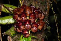 Peristeria pendula