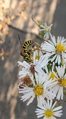 Unknown species found near Champaign County, US-IL, US