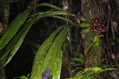 Peristeria pendula, photograph 3