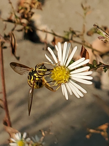 Unknown species found near Champaign County, US-IL, US