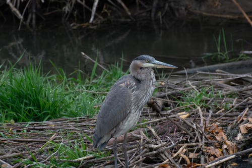 iNaturalist observation 2025-10-16