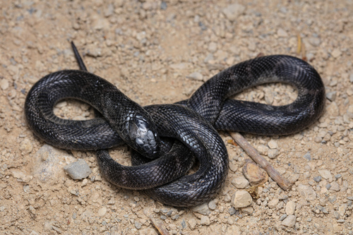 Western Black Desert Cobra
