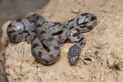 Soosan Tiger Snake photo 2