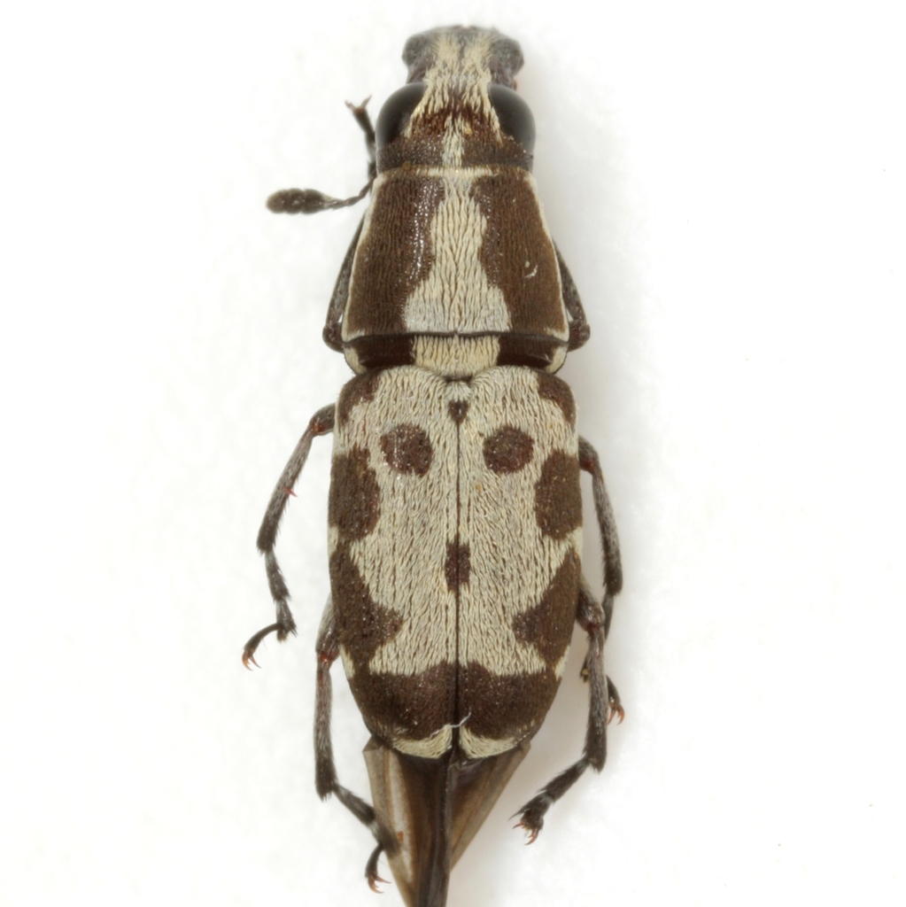 Triangular-necked Fungus Weevil