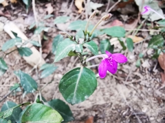 Justicia hintoniorum