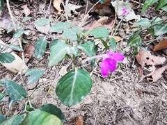 Justicia hintoniorum