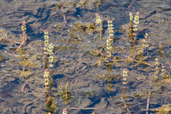 Myriophyllum sibiricum