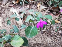 Justicia hintoniorum