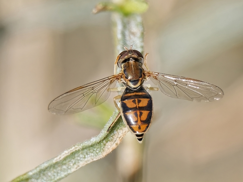 Unknown species found near Maricopa County, AZ, USA