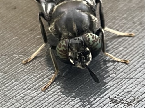Unknown species found near Rigor Hill Rd, Ghent, NY, US
