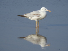 Chroicocephalus genei
