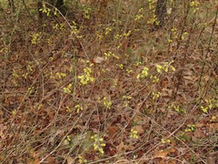 Rhus aromatica aromatica