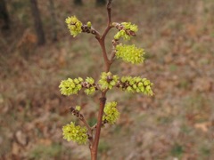 Rhus aromatica aromatica