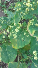 Salpianthus purpurascens