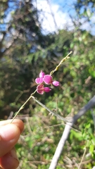 Galactia acapulcensis