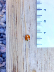 Harmonia axyridis