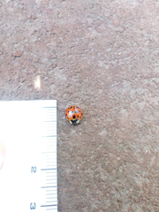 Harmonia axyridis