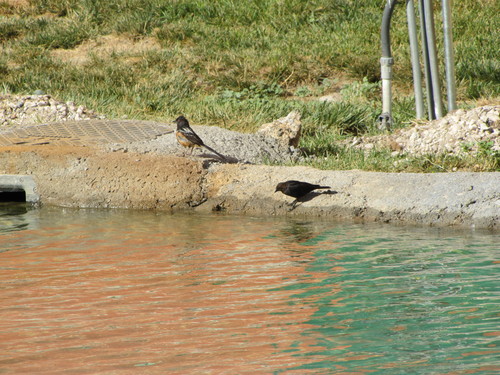 Brown-headed Cowbird photographed in Nevada