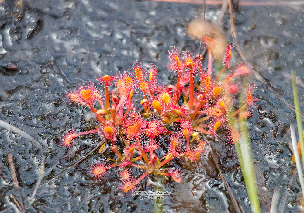 spoonleaf sundew from Pechengskiy rayon, Murmansk, Russia on June 24 ...