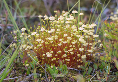 Splachnum luteum