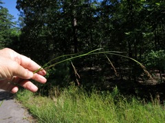 Rhynchospora inexpansa