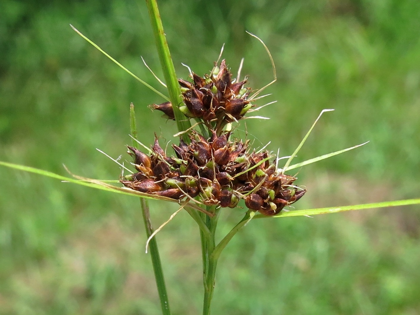 Rhynchospora recognita
