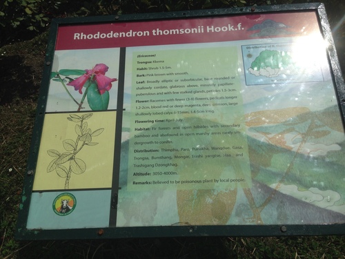 Image of Rhododendron thomsonii by no rights reserved