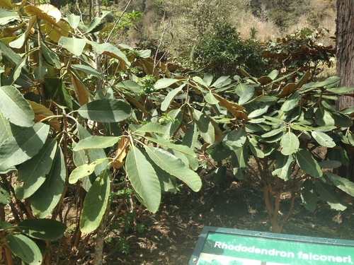 Image of Rhododendron falconeri by no rights reserved