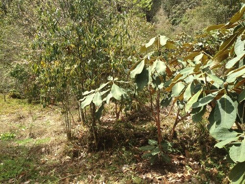 Image of Rhododendron falconeri by no rights reserved