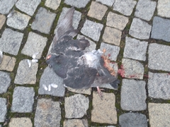 Columba livia domestica