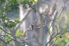 Passerculus sandwichensis