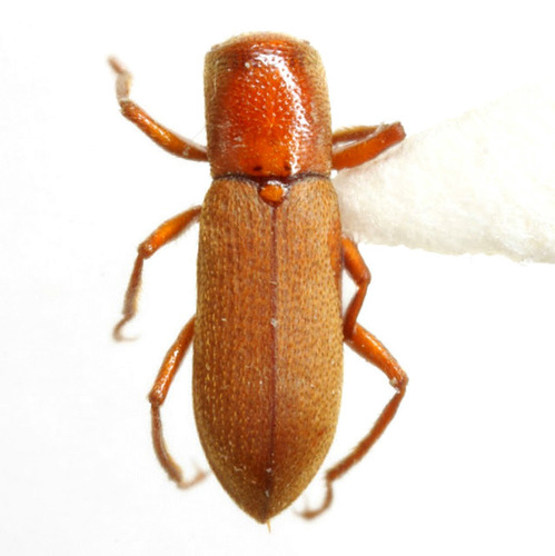 Stygoparnus comalensis