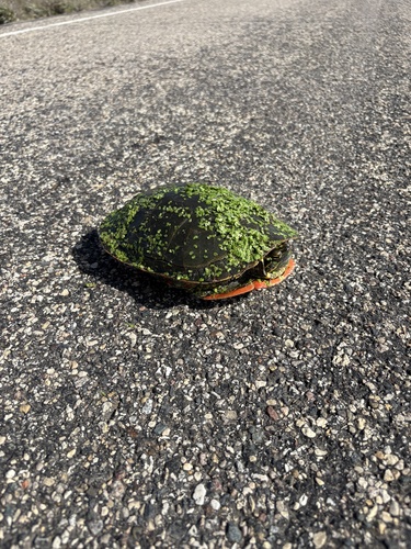 Western Painted Turtle