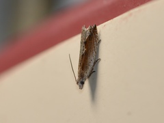 Ancylis diminuatana