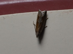 Ancylis diminuatana