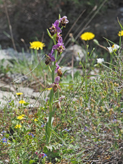 Ophrys heldreichii