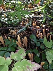 Clavariadelphus ligula