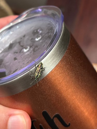 Lachnopus aurifer