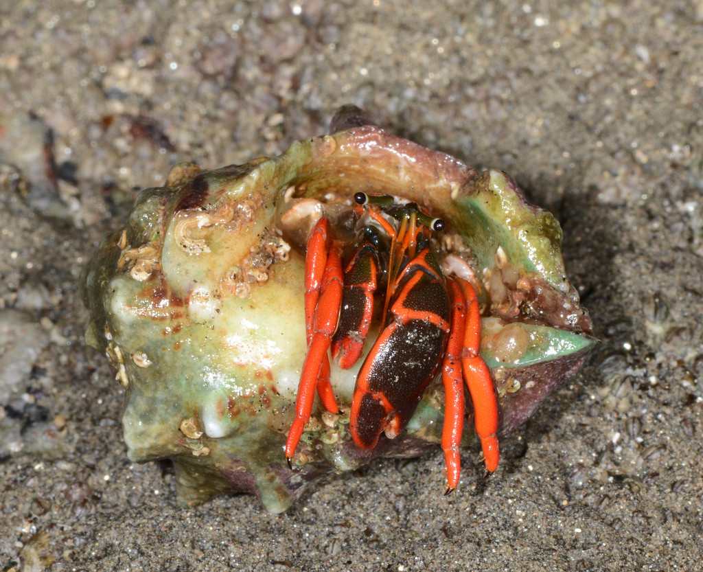 California scarlet hermit crab