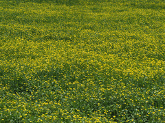 Ranunculus neapolitanus