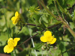 Ranunculus neapolitanus
